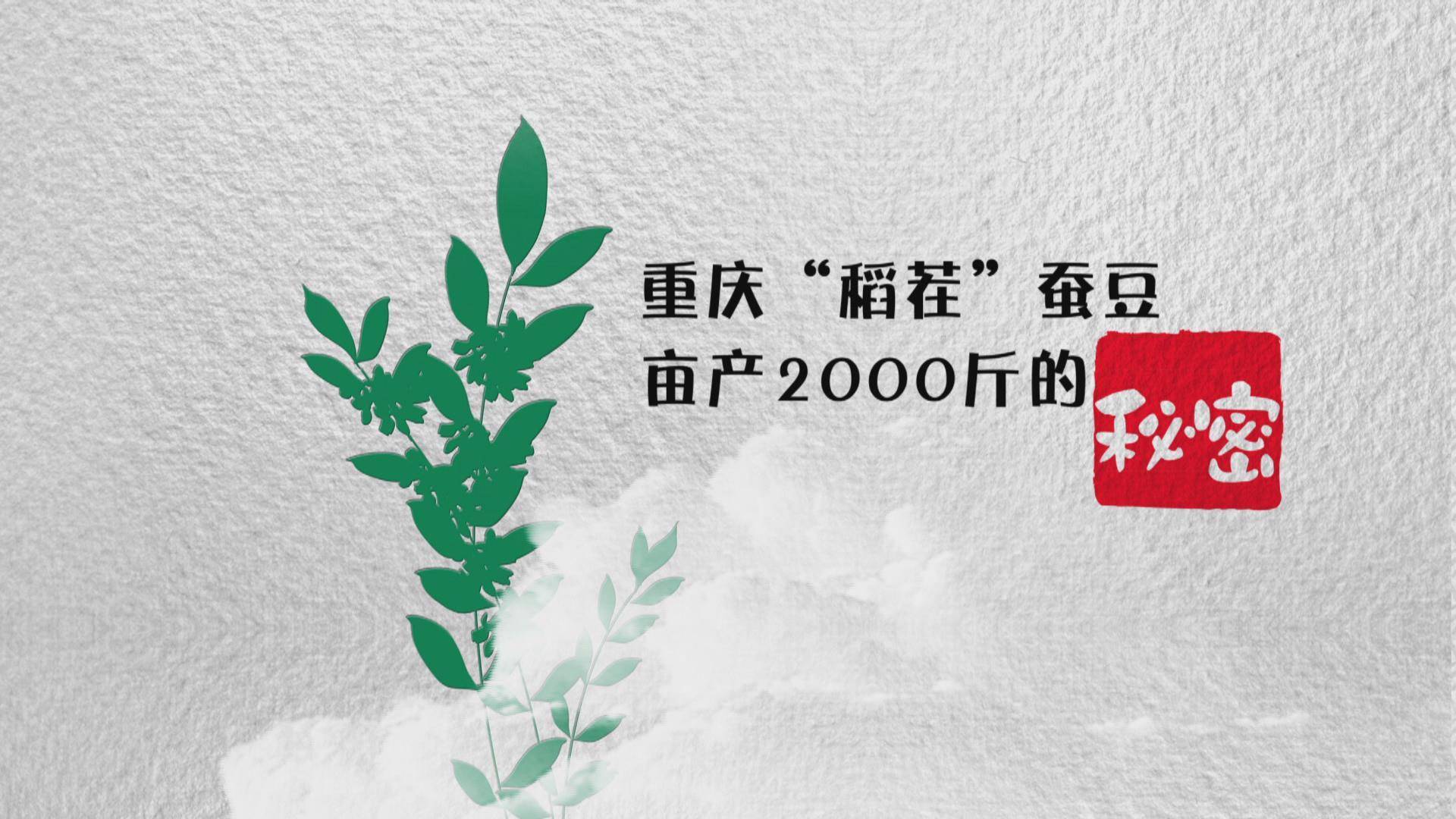重庆“稻茬蚕豆”亩产2000斤的秘密